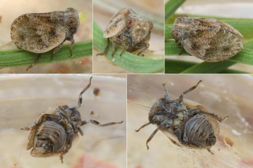 Hysteropterum dolichotum